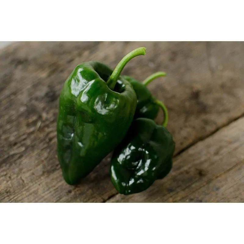 Ancho Hot Pepper (Heirloom 80 Days)