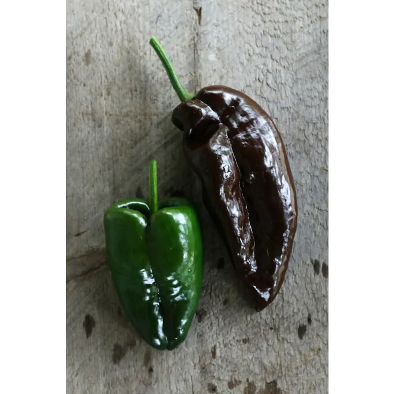 Ancho Hot Pepper (Heirloom 80 Days)