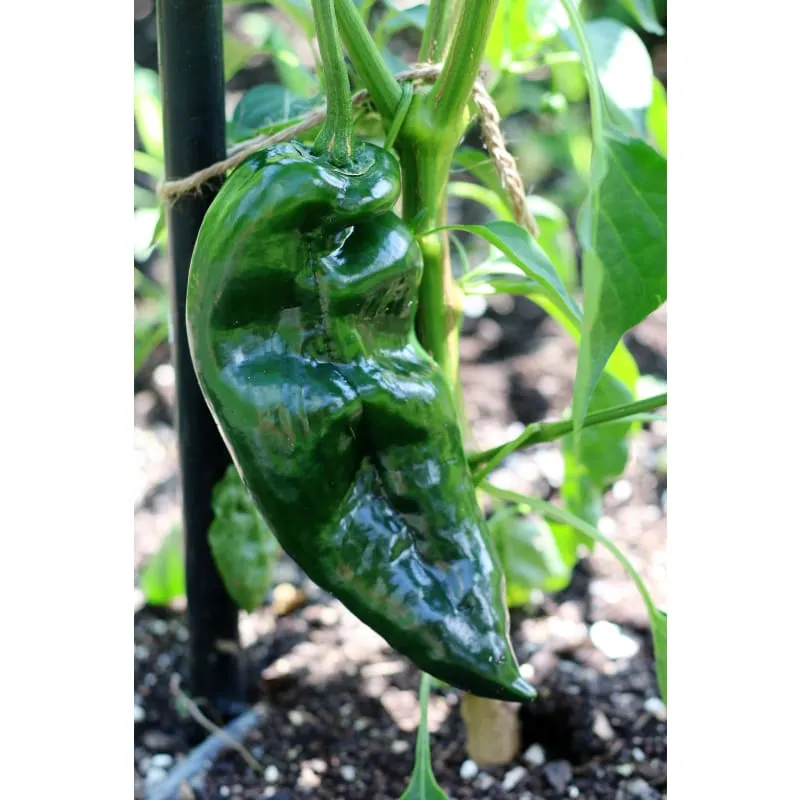 Ancho Hot Pepper (Heirloom 80 Days)