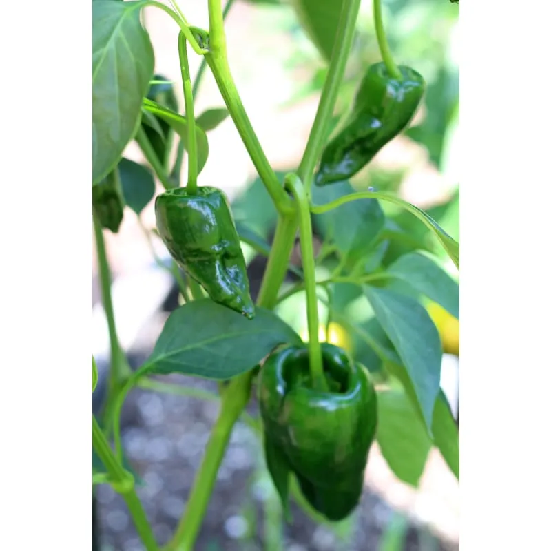 Ancho Hot Pepper (Heirloom 80 Days)