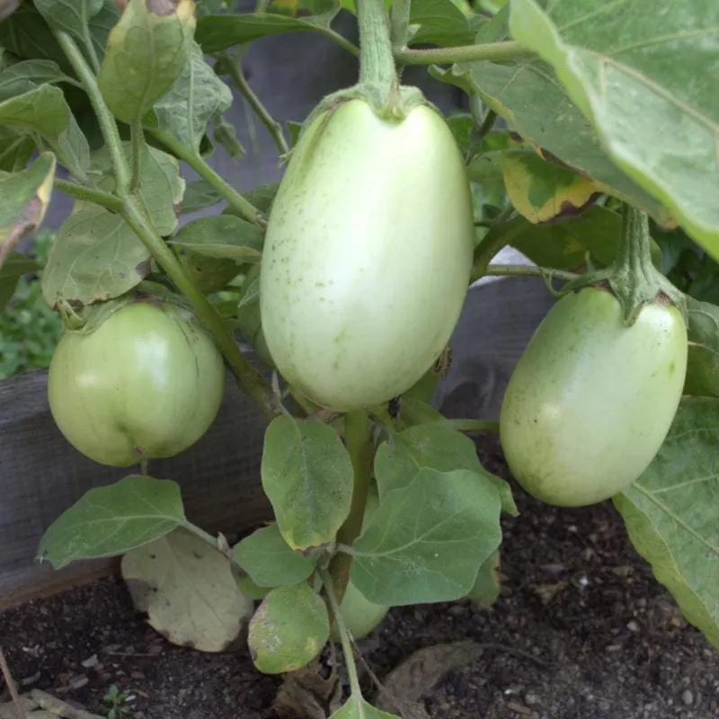 Apple Green Eggplant (70 Days)